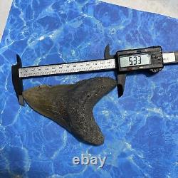 Megalodon Shark Tooth 5.33 Huge Teeth Meg Scuba Diver Direct Fossil Nc 8803