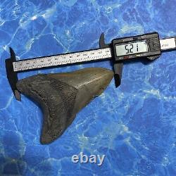 Megalodon Shark Tooth 5.33 Huge Teeth Meg Scuba Diver Direct Fossil Nc 8803