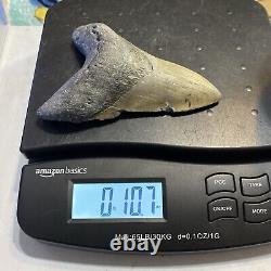 Megalodon Shark Tooth 5.33 Huge Teeth Meg Scuba Diver Direct Fossil Nc 8803