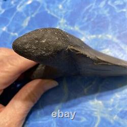 Megalodon Shark Tooth 5.33 Huge Teeth Meg Scuba Diver Direct Fossil Nc 8803