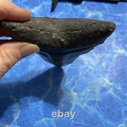Megalodon Shark Tooth 5.33 Huge Teeth Meg Scuba Diver Direct Fossil Nc 8803