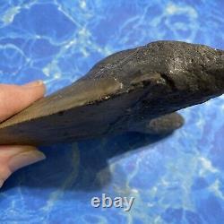 Megalodon Shark Tooth 5.33 Huge Teeth Meg Scuba Diver Direct Fossil Nc 8803