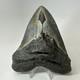 Megalodon Shark Tooth 5.33 Inch Beautiful Authentic Fossil Natural 20245