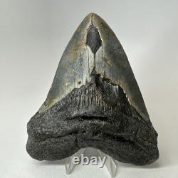 Megalodon Shark Tooth 5.33 Inch Beautiful Authentic Fossil Natural 20245