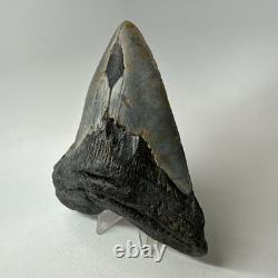Megalodon Shark Tooth 5.33 Inch Beautiful Authentic Fossil Natural 20245