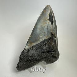 Megalodon Shark Tooth 5.33 Inch Beautiful Authentic Fossil Natural 20245