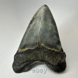 Megalodon Shark Tooth 5.33 Inch Beautiful Authentic Fossil Natural 20245
