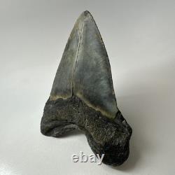 Megalodon Shark Tooth 5.33 Inch Beautiful Authentic Fossil Natural 20245