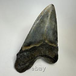 Megalodon Shark Tooth 5.33 Inch Beautiful Authentic Fossil Natural 20245