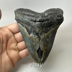 Megalodon Shark Tooth 5.33 Inch Beautiful Authentic Fossil Natural 20245