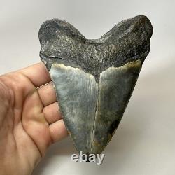 Megalodon Shark Tooth 5.33 Inch Beautiful Authentic Fossil Natural 20245
