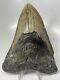 Megalodon Shark Tooth 5.33 Unique Shape Huge Authentic Fossil 12999