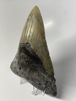 Megalodon Shark Tooth 5.33 Unique Shape Huge Authentic Fossil 12999