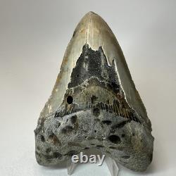 Megalodon Shark Tooth 5.34 Inch Colorful Beautiful Fossil Real Teeth 19693