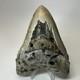 Megalodon Shark Tooth 5.34 Inch Colorful Beautiful Fossil Real Teeth 19693