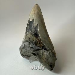 Megalodon Shark Tooth 5.34 Inch Colorful Beautiful Fossil Real Teeth 19693