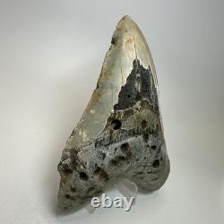 Megalodon Shark Tooth 5.34 Inch Colorful Beautiful Fossil Real Teeth 19693