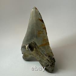 Megalodon Shark Tooth 5.34 Inch Colorful Beautiful Fossil Real Teeth 19693