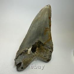 Megalodon Shark Tooth 5.34 Inch Colorful Beautiful Fossil Real Teeth 19693