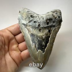 Megalodon Shark Tooth 5.34 Inch Colorful Beautiful Fossil Real Teeth 19693