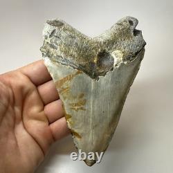 Megalodon Shark Tooth 5.34 Inch Colorful Beautiful Fossil Real Teeth 19693