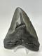 Megalodon Shark Tooth 5.34 Inch Big Wide Fossil Authentic Real 18825