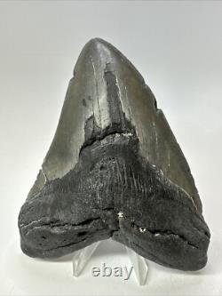 Megalodon Shark Tooth 5.34 inch Big Wide Fossil Authentic Real 18825