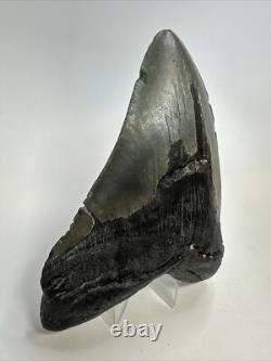 Megalodon Shark Tooth 5.34 inch Big Wide Fossil Authentic Real 18825