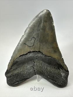 Megalodon Shark Tooth 5.34 inch Big Wide Fossil Authentic Real 18825