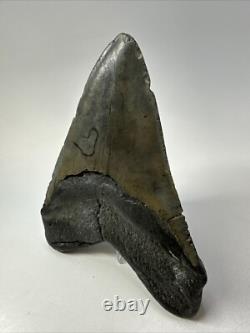 Megalodon Shark Tooth 5.34 inch Big Wide Fossil Authentic Real 18825