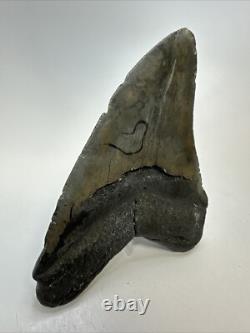 Megalodon Shark Tooth 5.34 inch Big Wide Fossil Authentic Real 18825