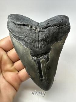 Megalodon Shark Tooth 5.34 inch Big Wide Fossil Authentic Real 18825
