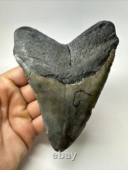 Megalodon Shark Tooth 5.34 inch Big Wide Fossil Authentic Real 18825