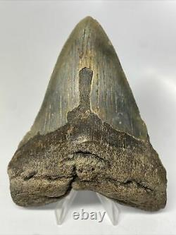 Megalodon Shark Tooth 5.35 Beautiful Real Fossil Carolina 12880
