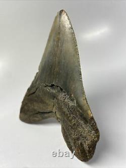 Megalodon Shark Tooth 5.35 Beautiful Real Fossil Carolina 12880