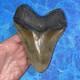 Megalodon Shark Tooth 5.35 Huge Teeth Meg Scuba Diver Direct Fossil Nc 9364
