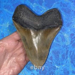 Megalodon Shark Tooth 5.35 Huge Teeth Meg Scuba Diver Direct Fossil Nc 9364