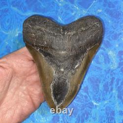 Megalodon Shark Tooth 5.35 Huge Teeth Meg Scuba Diver Direct Fossil Nc 9364