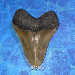 Megalodon Shark Tooth 5.35 Huge Teeth Meg Scuba Diver Direct Fossil Nc 9364