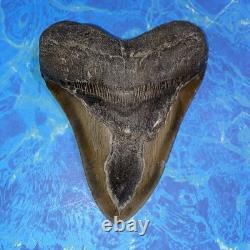 Megalodon Shark Tooth 5.35 Huge Teeth Meg Scuba Diver Direct Fossil Nc 9364