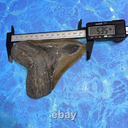 Megalodon Shark Tooth 5.35 Huge Teeth Meg Scuba Diver Direct Fossil Nc 9364