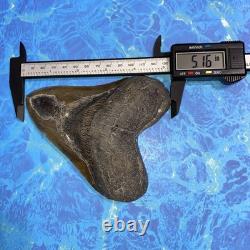 Megalodon Shark Tooth 5.35 Huge Teeth Meg Scuba Diver Direct Fossil Nc 9364