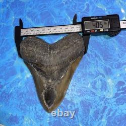 Megalodon Shark Tooth 5.35 Huge Teeth Meg Scuba Diver Direct Fossil Nc 9364