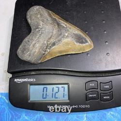 Megalodon Shark Tooth 5.35 Huge Teeth Meg Scuba Diver Direct Fossil Nc 9364
