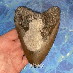 Megalodon Shark Tooth 5.35 Huge Teeth Meg Scuba Diver Direct Fossil Nc 9596