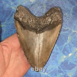 Megalodon Shark Tooth 5.35 Huge Teeth Meg Scuba Diver Direct Fossil Nc 9596