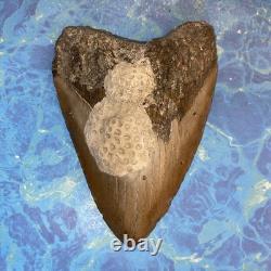 Megalodon Shark Tooth 5.35 Huge Teeth Meg Scuba Diver Direct Fossil Nc 9596