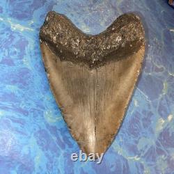 Megalodon Shark Tooth 5.35 Huge Teeth Meg Scuba Diver Direct Fossil Nc 9596