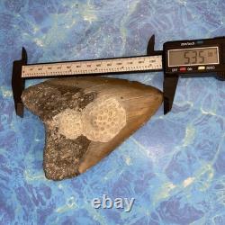 Megalodon Shark Tooth 5.35 Huge Teeth Meg Scuba Diver Direct Fossil Nc 9596