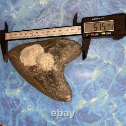 Megalodon Shark Tooth 5.35 Huge Teeth Meg Scuba Diver Direct Fossil Nc 9596 Megalodon Shark Tooth 5.35 Huge Teeth Meg Scuba Diver Direct Fossil Nc 9596